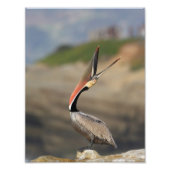 Pelican Head Fotodruck (Vorne)