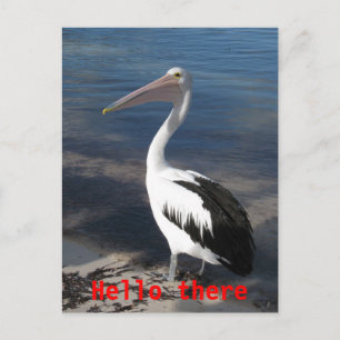 Pelican 'Hello There' Postcard Postkarte
