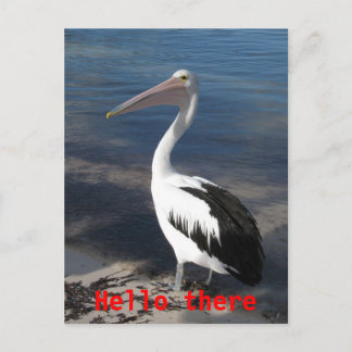 Pelican 'Hello There' Postcard Postkarte