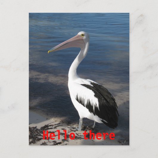 Pelican 'Hello There' Postcard Postkarte (Vorderseite)