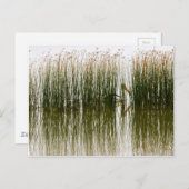 Pelican Hideout Postkarte (Vorne/Hinten)