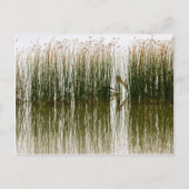 Pelican Hideout Postkarte (Vorderseite)