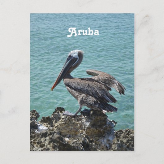 Pelican in Aruba Postkarte (Vorderseite)