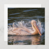 Pelican in Motion (Vorne/Hinten)