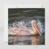 Pelican in Motion (Vorderseite)