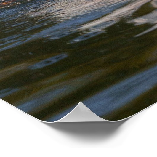 Pelican in Motion Poster (Ecke)