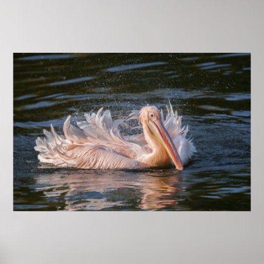 Pelican in Motion Poster (Vorne)