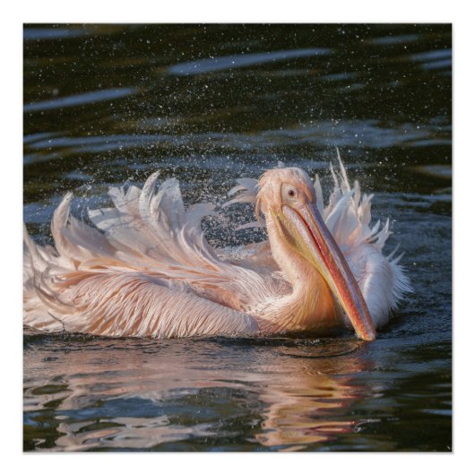 Pelican in Motion Poster (Vorderseite)