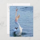 Pelican in Water Catching Fisch in der Luft Postkarte (Vorne/Hinten)