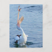 Pelican in Water Catching Fisch in der Luft Postkarte (Vorderseite)