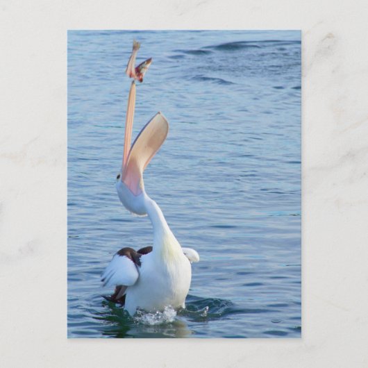 Pelican in Water Catching Fisch in der Luft Postkarte (Vorderseite)