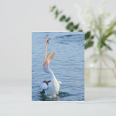 Pelican in Water Catching Fisch in der Luft Postkarte (Stehend Vorderseite)