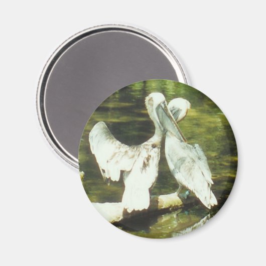 PELICAN-LIEBE - Magnet (Vorderseite/Rückseite)