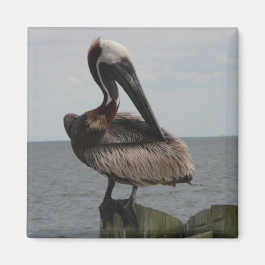 Pelican Magnet (Vorne)