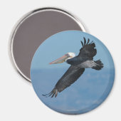 Pelican Magnet 1 (Vorderseite/Rückseite)