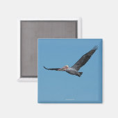 Pelican Magnet 10 (Vorderseite/Rückseite)