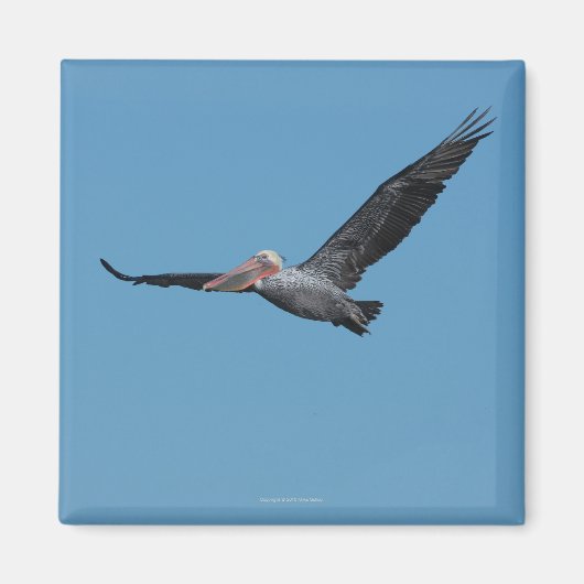 Pelican Magnet 10 (Vorne)