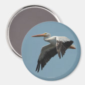 Pelican Magnet 5 (Vorderseite/Rückseite)