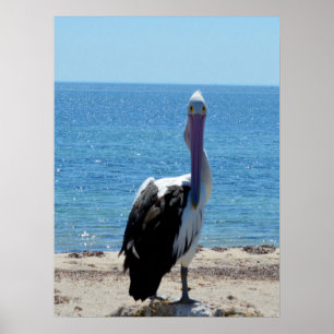 Pelican mit dem "Look", Poster