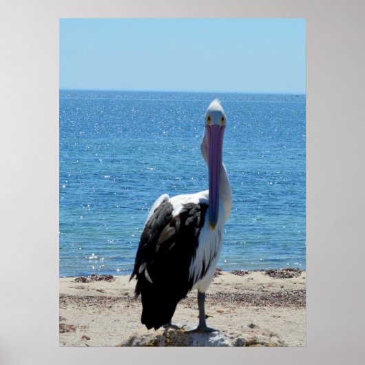Pelican mit dem "Look", Poster (Vorne)