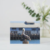 Pelican Monterey, California Postcard Postkarte (Stehend Vorderseite)