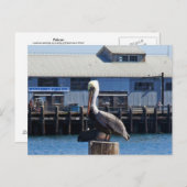 Pelican Monterey, California Postcard Postkarte (Vorne/Hinten)