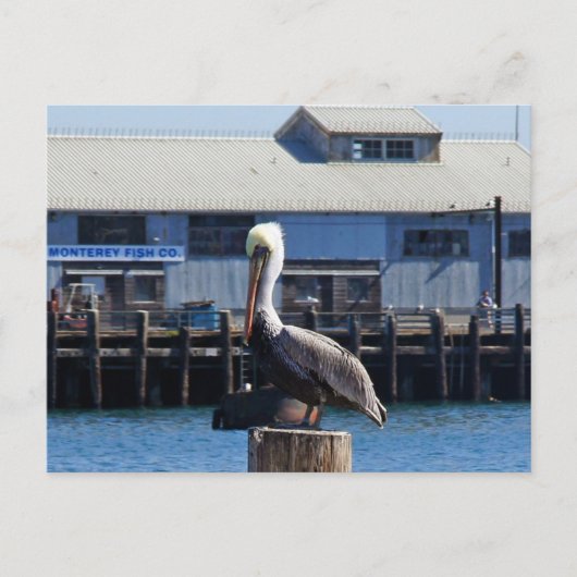 Pelican Monterey, California Postcard Postkarte (Vorderseite)