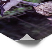 Pelican on a branch, Tasmania - Australia Poster (Ecke)