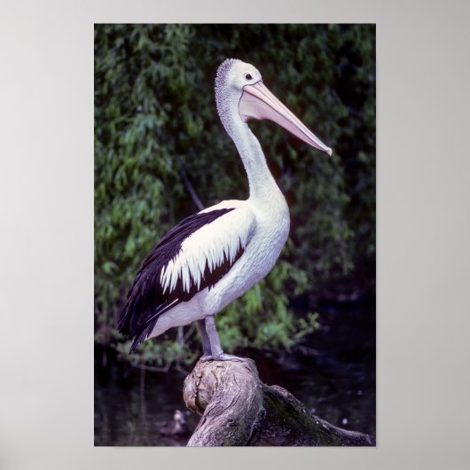 Pelican on a branch, Tasmania - Australia Poster (Vorne)