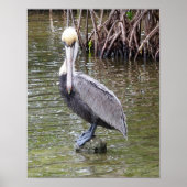 Pelican on A Rock Poster (Vorne)