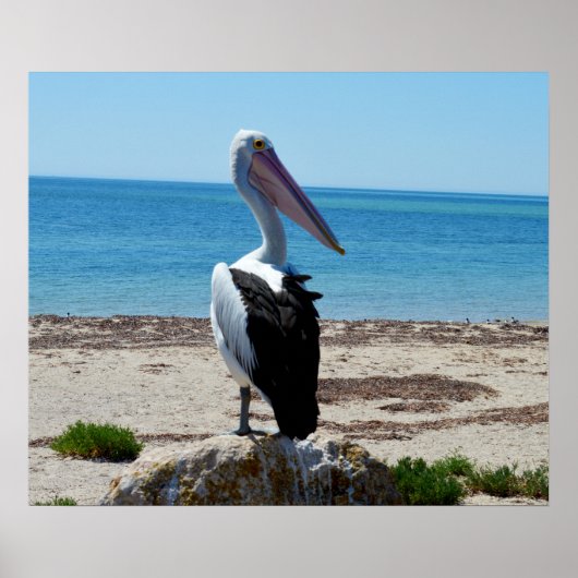 Pelican On Beach Rocks, Poster (Vorne)