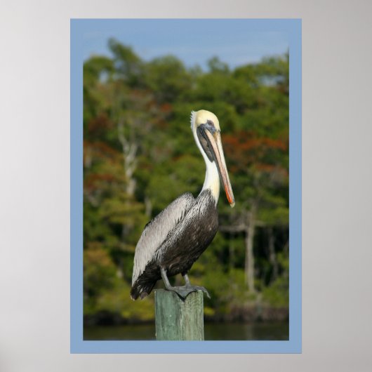 Pelican on Blue Poster (Vorne)