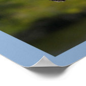 Pelican on Blue Poster (Ecke)