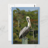 Pelican on Blue Postkarte (Vorne/Hinten)