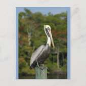 Pelican on Blue Postkarte (Vorderseite)