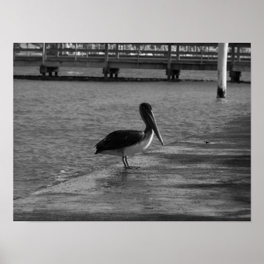 Pelican on Dock - Black & White Poster (Vorne)