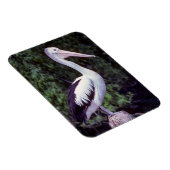 Pelican on Farm, Tasmanien - Australien Magnet (Rechte Seite)