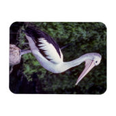 Pelican on Farm, Tasmanien - Australien Magnet (Horizontal)