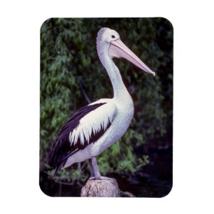 Pelican on Farm, Tasmanien - Australien Magnet