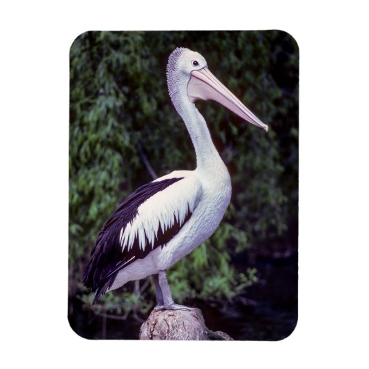 Pelican on Farm, Tasmanien - Australien Magnet (Vertikal)
