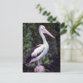 Pelican on Farm, Tasmanien - Australien Postkarte (Stehend Vorderseite)