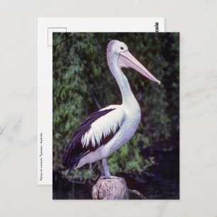 Pelican on Farm, Tasmanien - Australien Postkarte