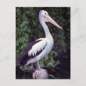 Pelican on Farm, Tasmanien - Australien Postkarte (Vorderseite)