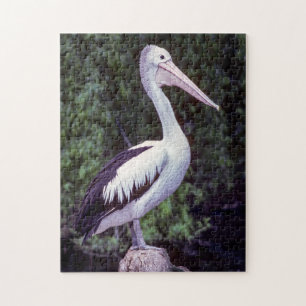 Pelican on Farm, Tasmanien - Australien Puzzle