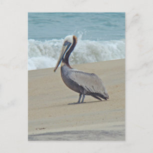 Pelican on Outer Banks OBX NC Postkarte