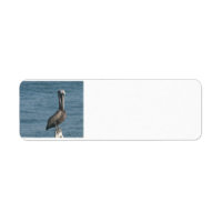 Pelican on Piling