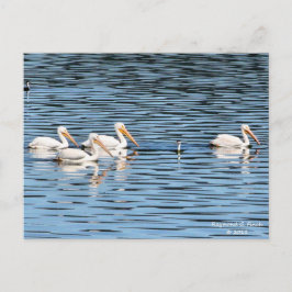 Pelican Parade - Postcard Postkarte