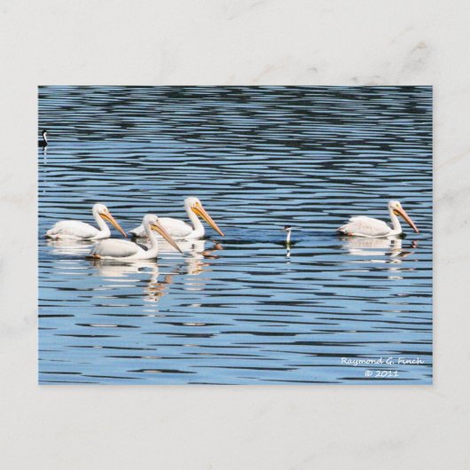 Pelican Parade - Postcard Postkarte (Vorderseite)
