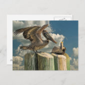 Pelican Parodies Florida Wildlife Postkarte (Vorne/Hinten)