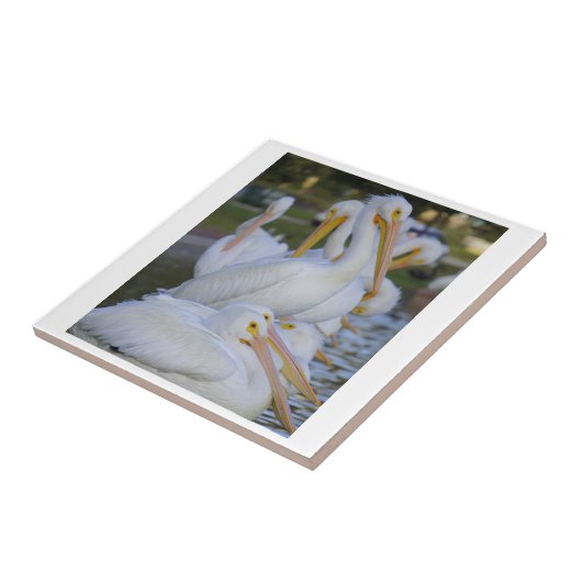 Pelican Pile Tile Fliese (Seite)